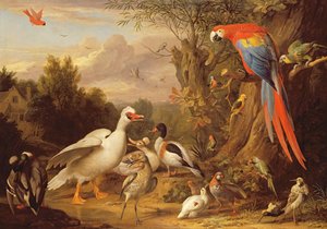 Ein Ara, Enten, Papageien und andere Vögel in einer Landschaft, ca. 1708-10